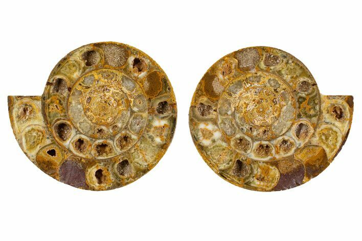 Cut & Polished Jurassic Ammonite (Perisphinctes) Fossil #344942